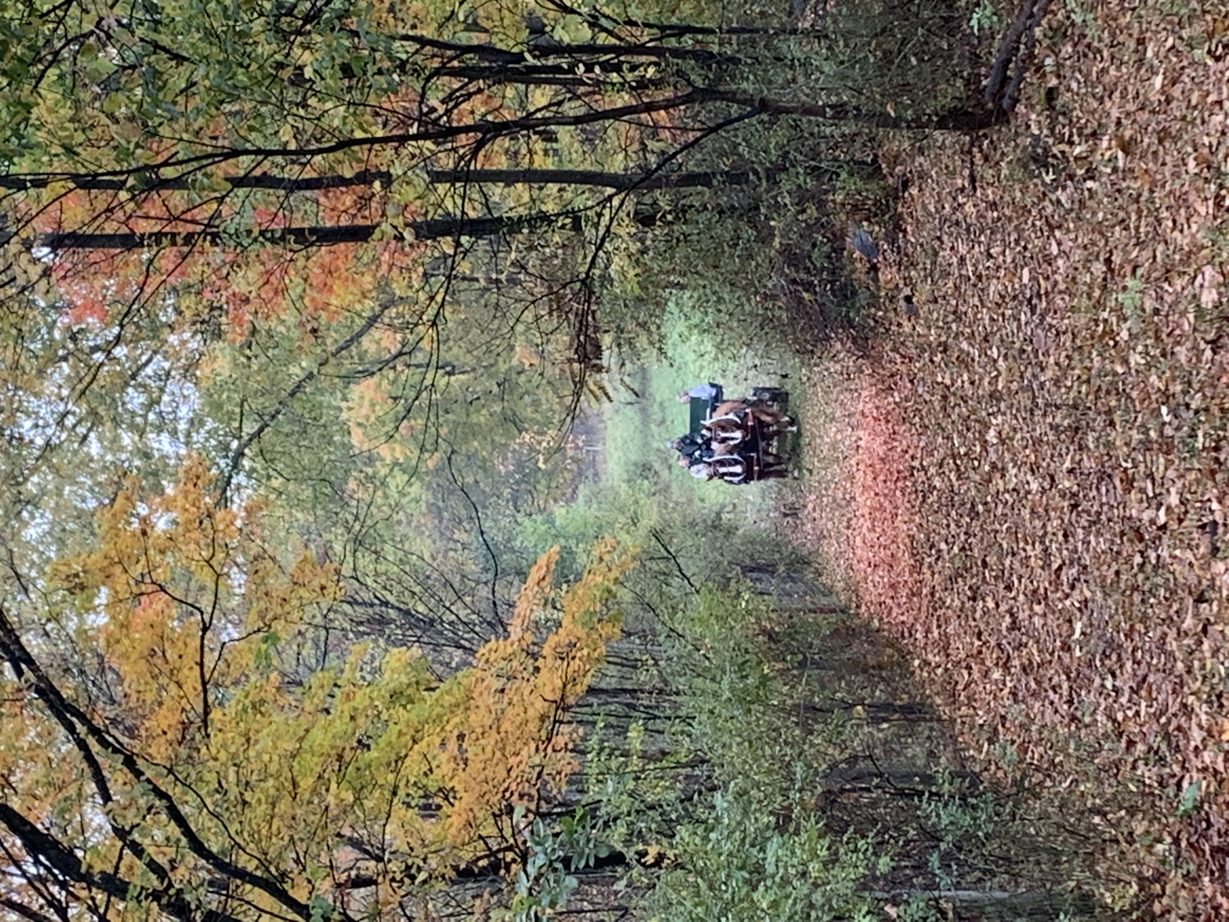 Daze and Dan pulling the wagon down the fall lane